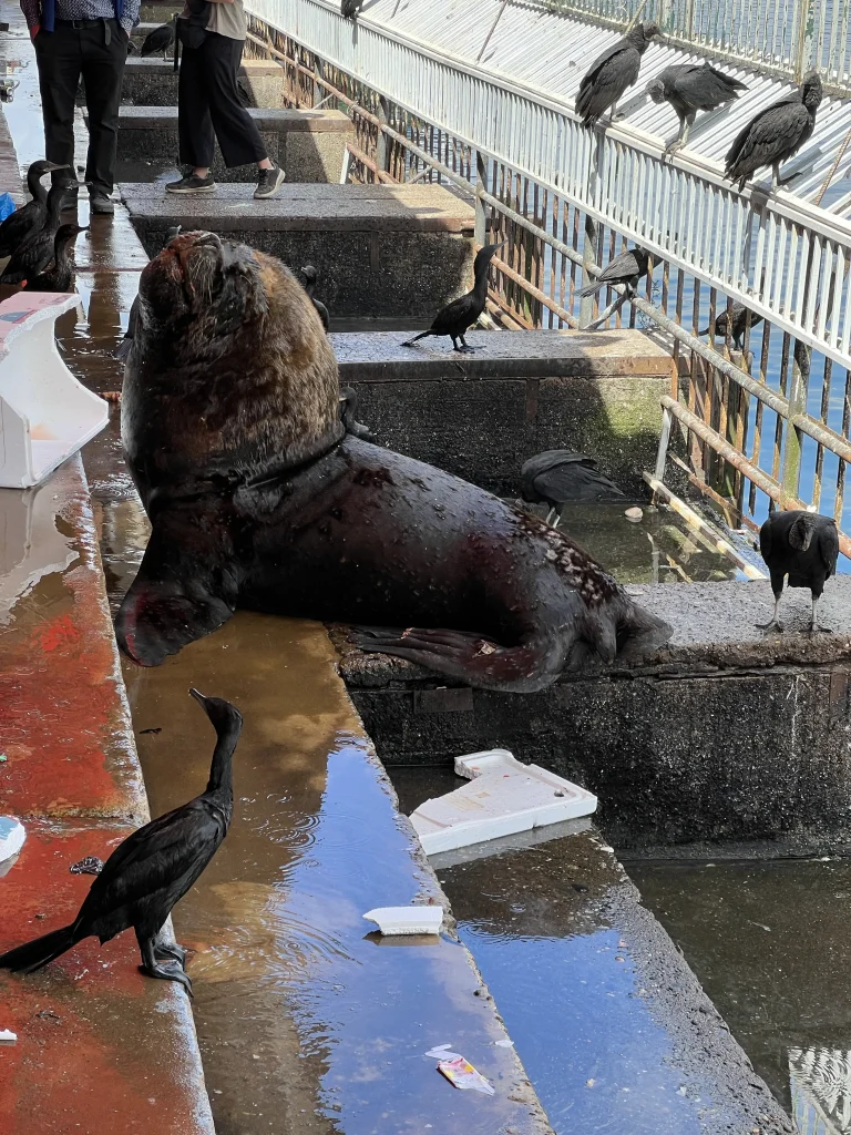Lions de mer à Valdivia 